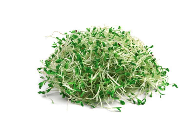 broccoli sprouts