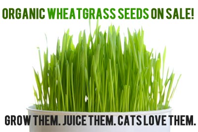 Wheatgrass Seeds on Sale