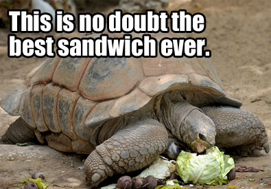 Turtle Eating Lettuce