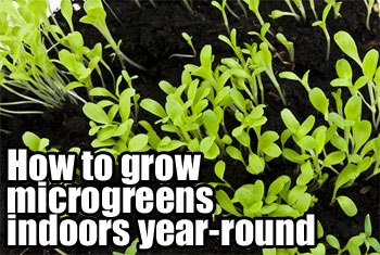 How to Grow Microgreens Indoors Year-Round