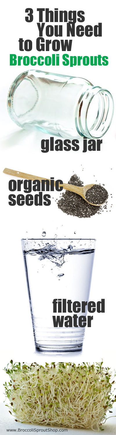 How to Grow Broccoli Sprouts from Broccoli Sprout Seeds