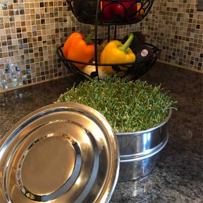 Stainless Steel Seed Sprouter for Growing Broccoli Sprouts at Home